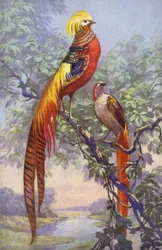 Tropischer oder exotischer Vogel in natürlicher Umgebung